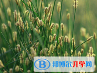 2020年玉溪中考體考標(biāo)準(zhǔn)