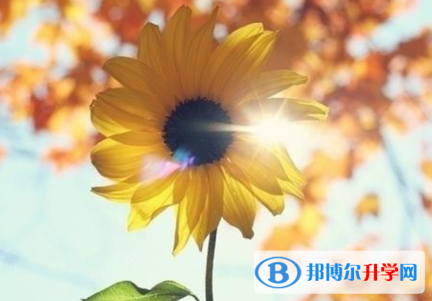 2021年攀枝花中考成績(jī)?cè)谀睦锊樵?xún)