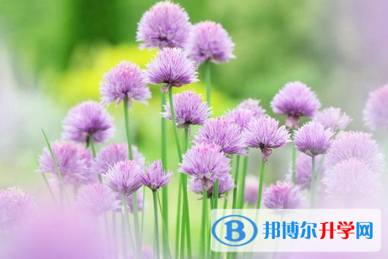 2020年自貢中考網(wǎng)上報(bào)名系統(tǒng)