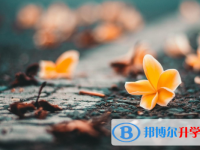 2021年延安中考錄取報名網(wǎng)