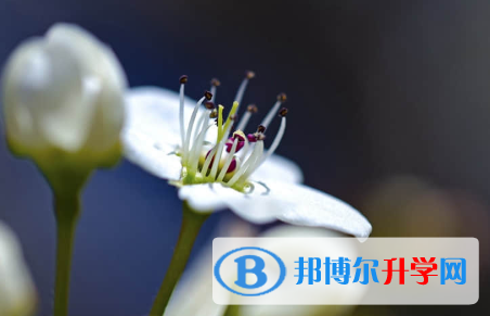 保定2021年中考志愿怎么填報(bào)