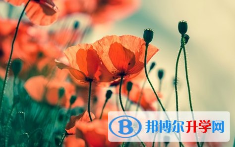 自貢2021年中考成績查詢網(wǎng)址