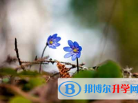 自貢2021年中考網(wǎng)上報(bào)名系統(tǒng)