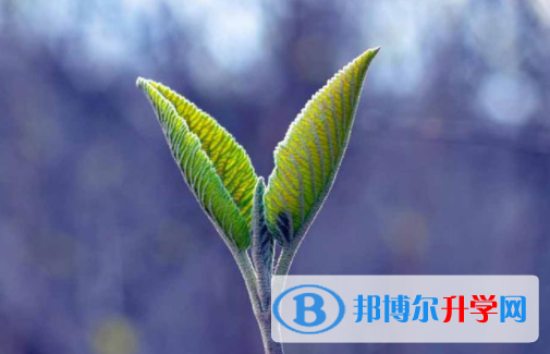 攀枝花2021年中考查詢網(wǎng)