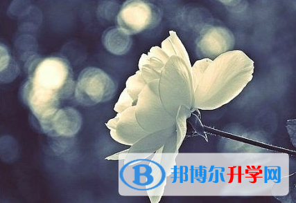 攀枝花2021年中考志愿可以填幾個