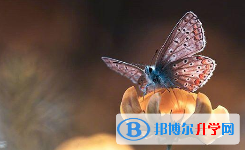 瀘州2021年中考各科高頻考點(diǎn)