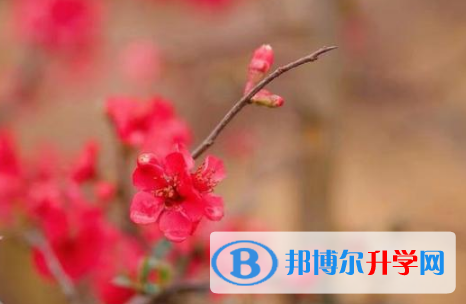 綿陽2021年中考查詢成績(jī)網(wǎng)址