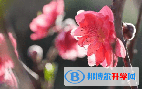 綿陽(yáng)2021年中考查詢系統(tǒng)