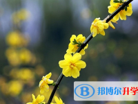 綿陽2021年中考報(bào)考人數(shù)