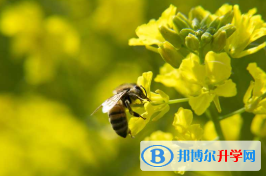 綿陽2021年中考報名網(wǎng)