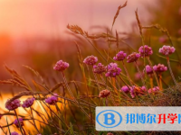 綿陽(yáng)2021年中考網(wǎng)上報(bào)名模擬