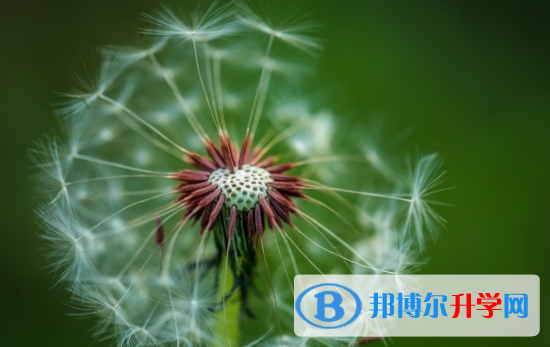 綿陽2022年中考推薦生自薦信