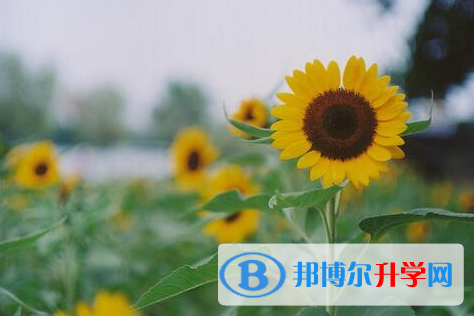 遂寧2022年查詢中考成績上哪個(gè)網(wǎng)站