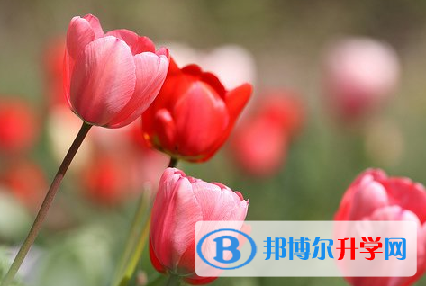 遂寧2022年各個(gè)學(xué)校中考錄取線