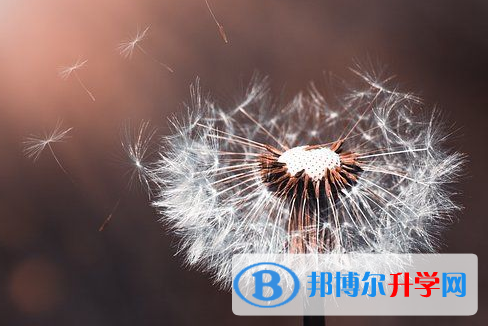 內(nèi)江2022年中考志愿怎么填報(bào)