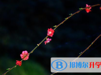 達(dá)州2022年中考網(wǎng)絡(luò)應(yīng)用服務(wù)平臺(tái)成績(jī)查詢